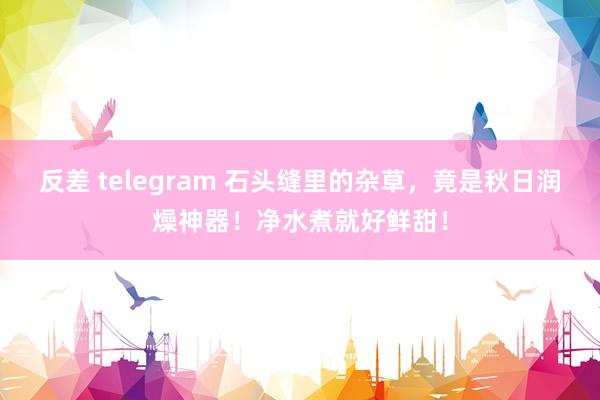 反差 telegram 石头缝里的杂草，竟是秋日润燥神器！净水煮就好鲜甜！