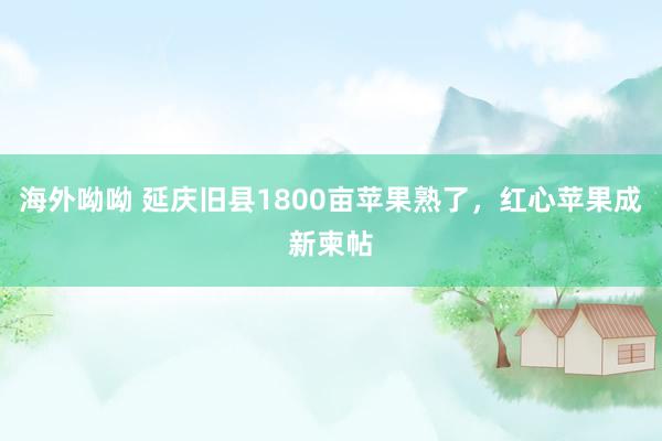 海外呦呦 延庆旧县1800亩苹果熟了，红心苹果成新柬帖